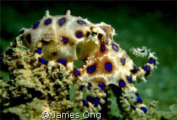 Blue Ring Octopus taken in Perhentian. Tools: Canon G9, i... by James Ong 